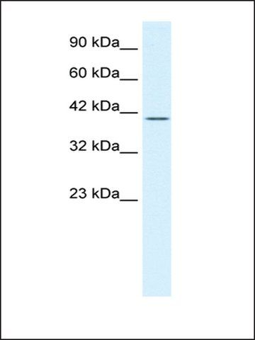 Anti-POU2F2 antibody produced in rabbit