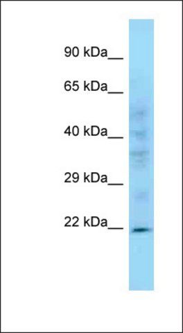 Anti-PPIC antibody produced in rabbit