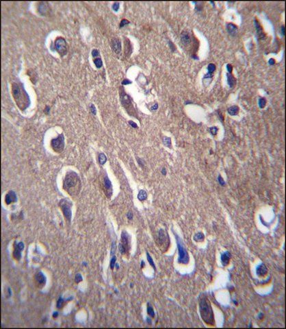 ANTI-PON2 (N-TERM) antibody produced in rabbit