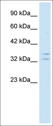 Anti-POU1F1 (AB1) antibody produced in rabbit