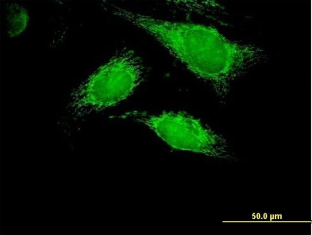 Anti-PPA2 antibody produced in mouse