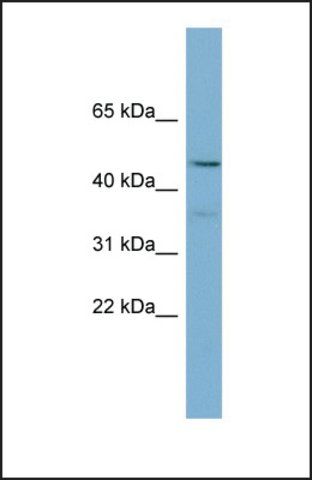 Anti-PPARA antibody produced in rabbit