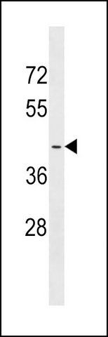 ANTI-OR2A4 (N-TERM) antibody produced in rabbit