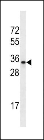 ANTI-OR2A42(C-TERMINAL) antibody produced in rabbit