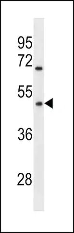 ANTI-OR1Q1(C-TERMINAL) antibody produced in rabbit