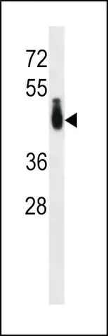 ANTI-PABPC4L (C-TERM) antibody produced in rabbit