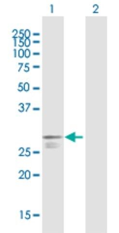 Anti-PABPCP2 antibody produced in mouse