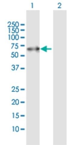 Anti-PACSIN2 antibody produced in rabbit