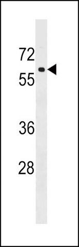 ANTI-PAF1 (C-TERM) antibody produced in rabbit