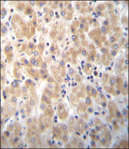 ANTI-PABPN1L (CENTER) antibody produced in rabbit