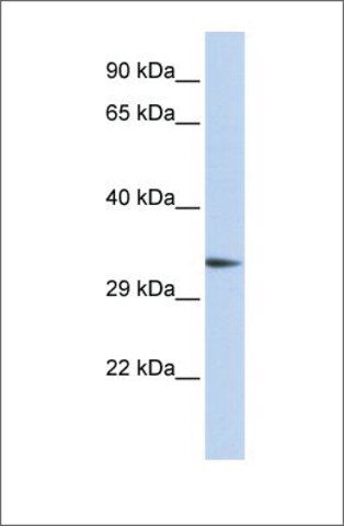 Anti-PACRG antibody produced in rabbit