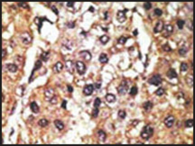 Anti-Pael-R (GPR37) (N-term) antibody produced in rabbit