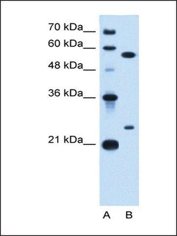 Anti-LOC728331 antibody produced in rabbit