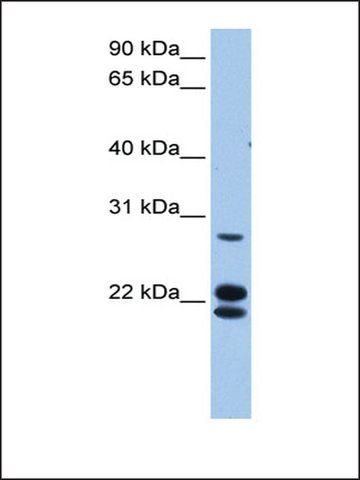 Anti-LOC732272 antibody produced in rabbit