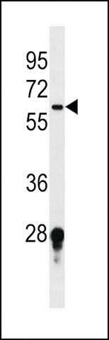 ANTI-FUT11 (CENTER) antibody produced in rabbit