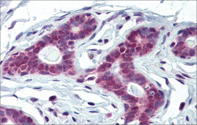 Anti-FUBP1 antibody produced in rabbit