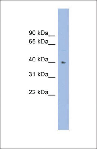 Anti-FUT1 antibody produced in rabbit