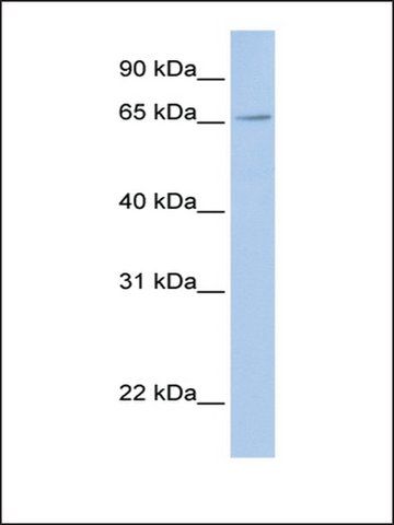 Anti-FXR2 antibody produced in rabbit