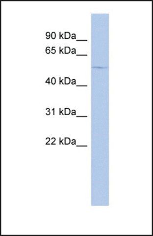 Anti-GABRA4, (N-terminal) antibody produced in rabbit