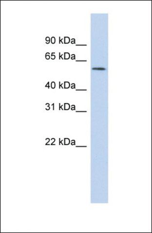 Anti-GABRR1, (N-terminal) antibody produced in rabbit