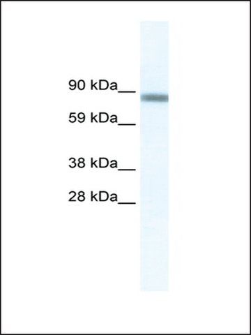 Anti-GATAD2A antibody produced in rabbit