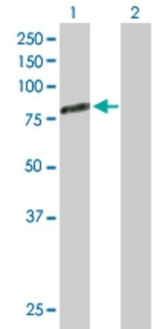 Anti-GAS6 antibody produced in rabbit