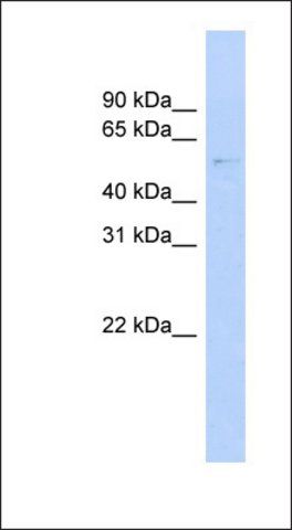 Anti-GAS8 antibody produced in rabbit