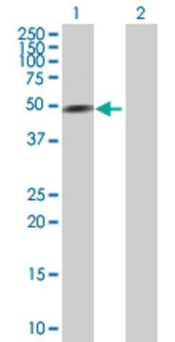 Anti-GATA3 antibody produced in mouse