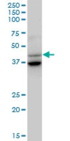 Anti-GAS7 antibody produced in mouse