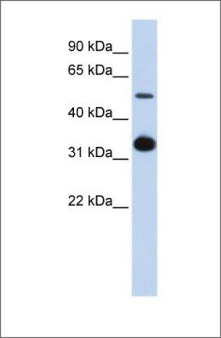 Anti-GDF2 antibody produced in rabbit