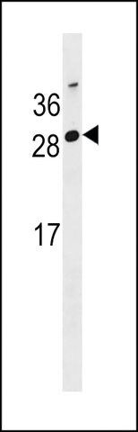 ANTI-GG2L4 (CENTER) antibody produced in rabbit