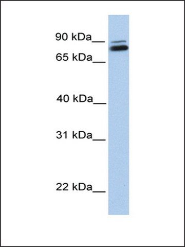 Anti-GGTL3 antibody produced in rabbit