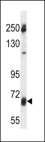 ANTI-GGT7(N-TERMINAL) antibody produced in rabbit