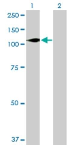 Anti-DGKZ antibody produced in mouse