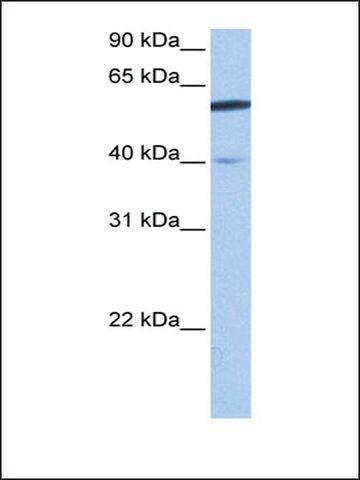 Anti-DEPDC7 antibody produced in rabbit