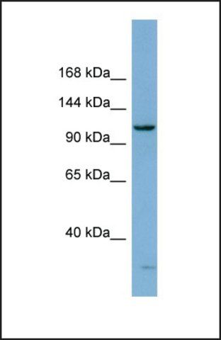 Anti-DHX15, (N-terminal) antibody produced in rabbit