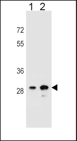 ANTI-DHRS4L1 (C-TERM) antibody produced in rabbit