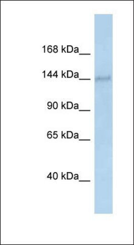 Anti-DHX38 antibody produced in rabbit