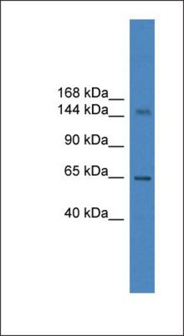 Anti-DHX57 antibody produced in rabbit