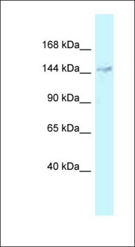 Anti-DHX38 antibody produced in rabbit