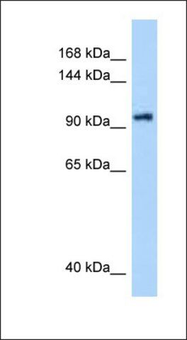 Anti-DHX16 antibody produced in rabbit