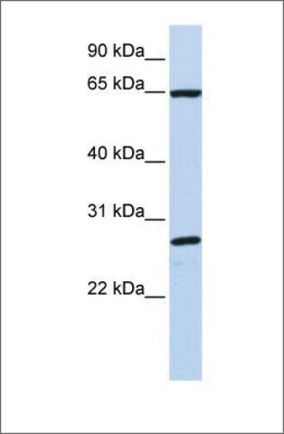 Anti-DNAJC1 (ab1) antibody produced in rabbit