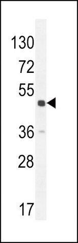 ANTI-DPEP3 (C-TERM) antibody produced in rabbit