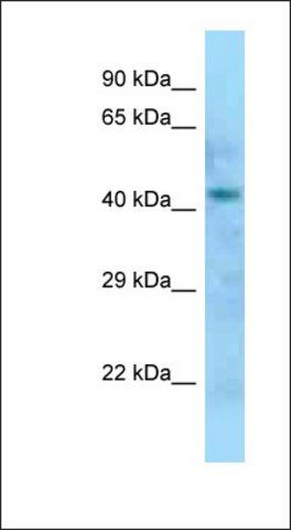 Anti-DOM3Z antibody produced in rabbit