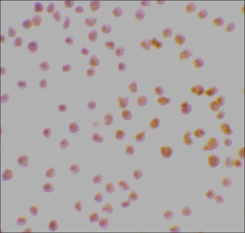 Anti-DRAK1 antibody produced in rabbit