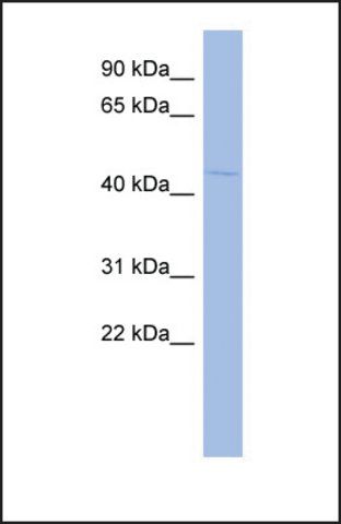 Anti-EGR3 antibody produced in rabbit