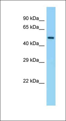 Anti-EIF5 antibody produced in rabbit