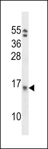 ANTI-EIF1B (C-TERM) antibody produced in rabbit