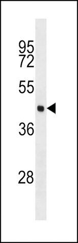 ANTI-EIF4A3(C-TERMINAL) antibody produced in rabbit