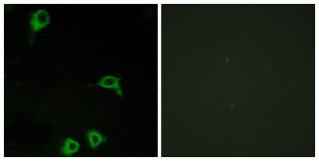 Anti-EMR2 antibody produced in rabbit